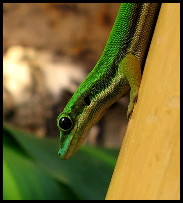 Phelsuma Nigristriata