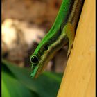 Phelsuma Nigristriata