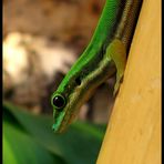 Phelsuma Nigristriata