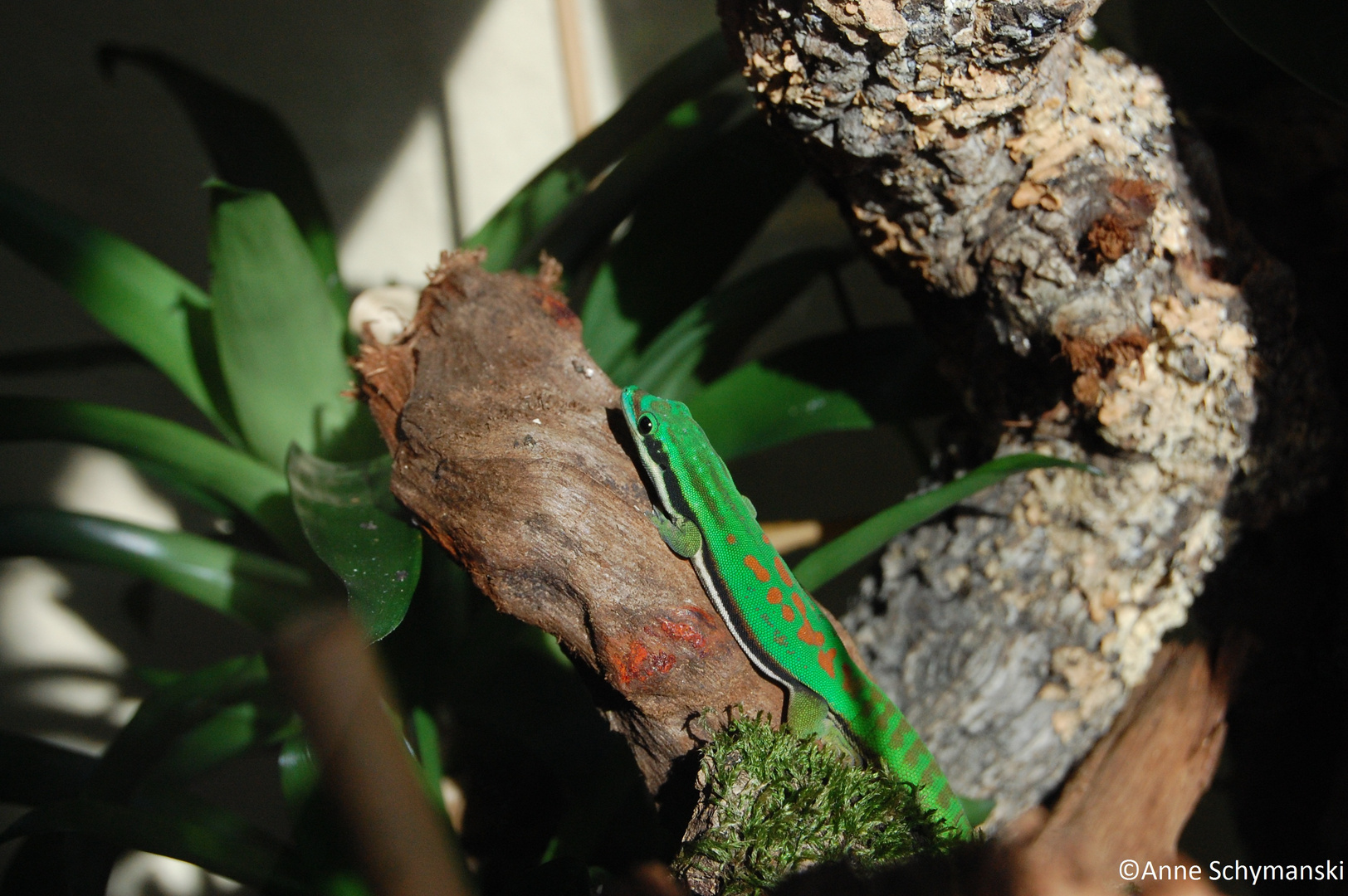 Phelsuma nigristriata