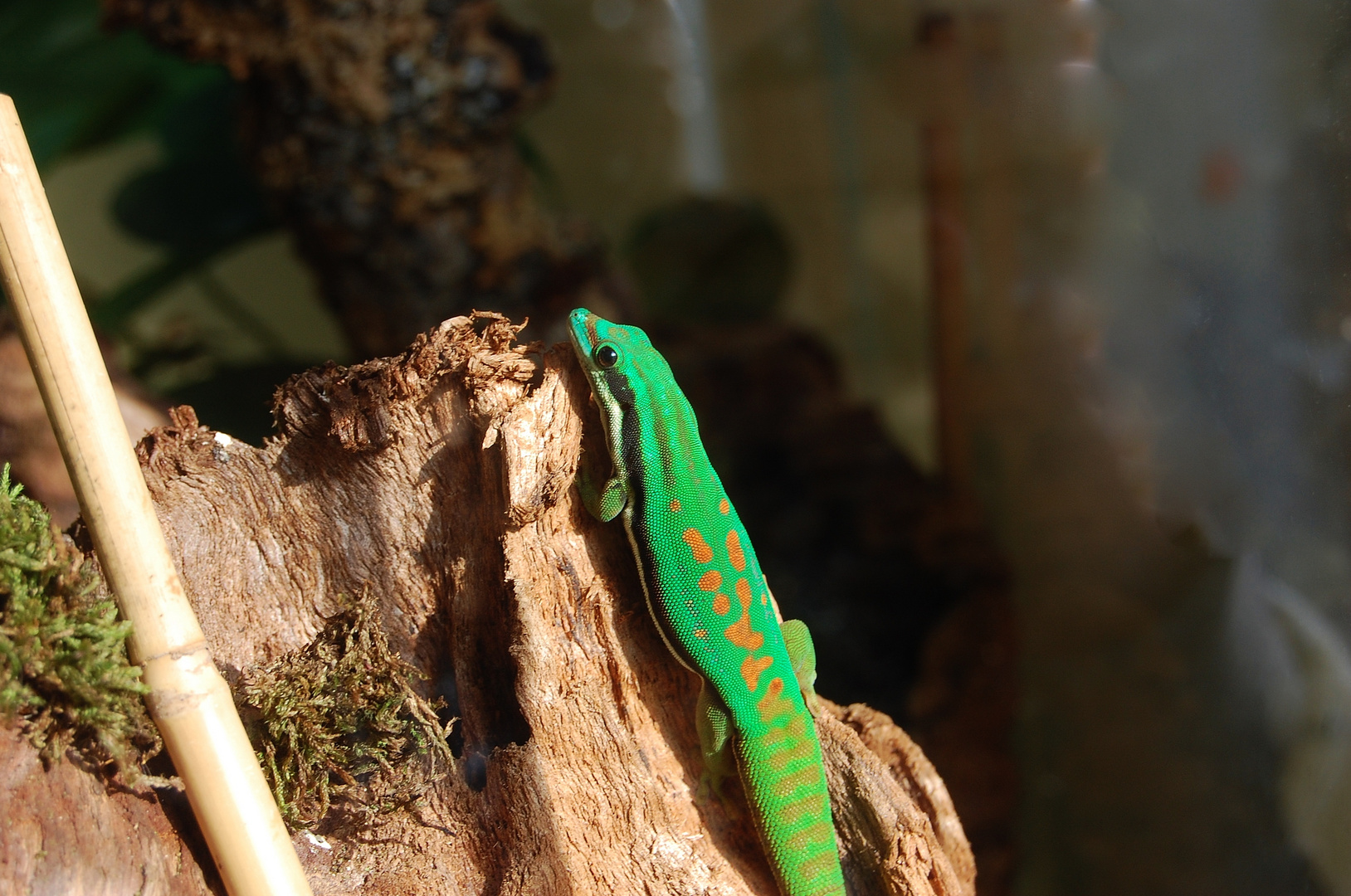 Phelsuma nigristriata