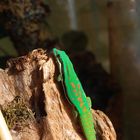 Phelsuma nigristriata