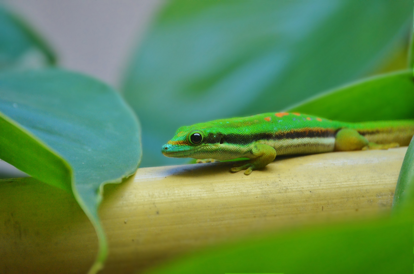 Phelsuma nigristriata2