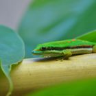 Phelsuma nigristriata2