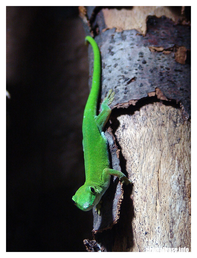 Phelsuma parkeri