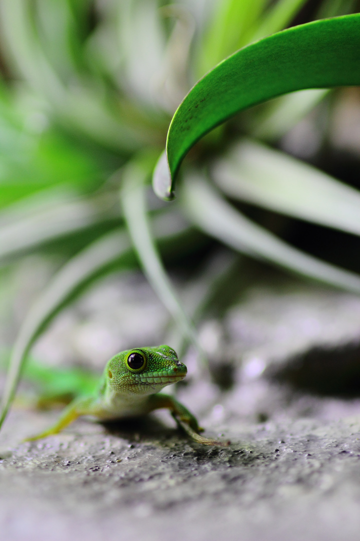 phelsuma pasteuri (Taggecko)