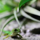 phelsuma pasteuri (Taggecko)