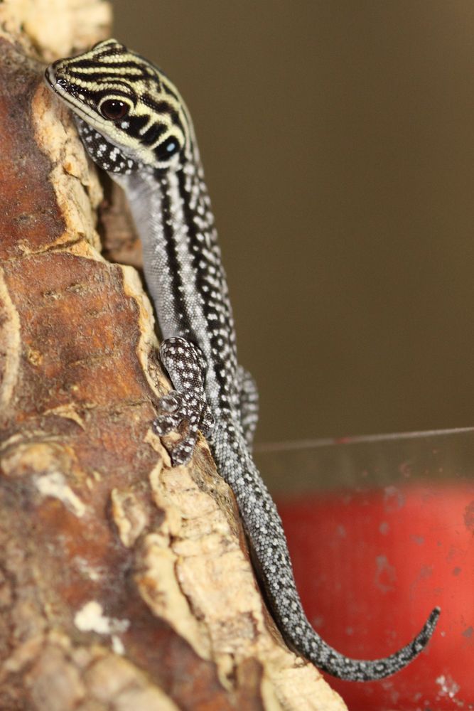 Phelsuma pronki photo & image | animals, wildlife, amphibians ...