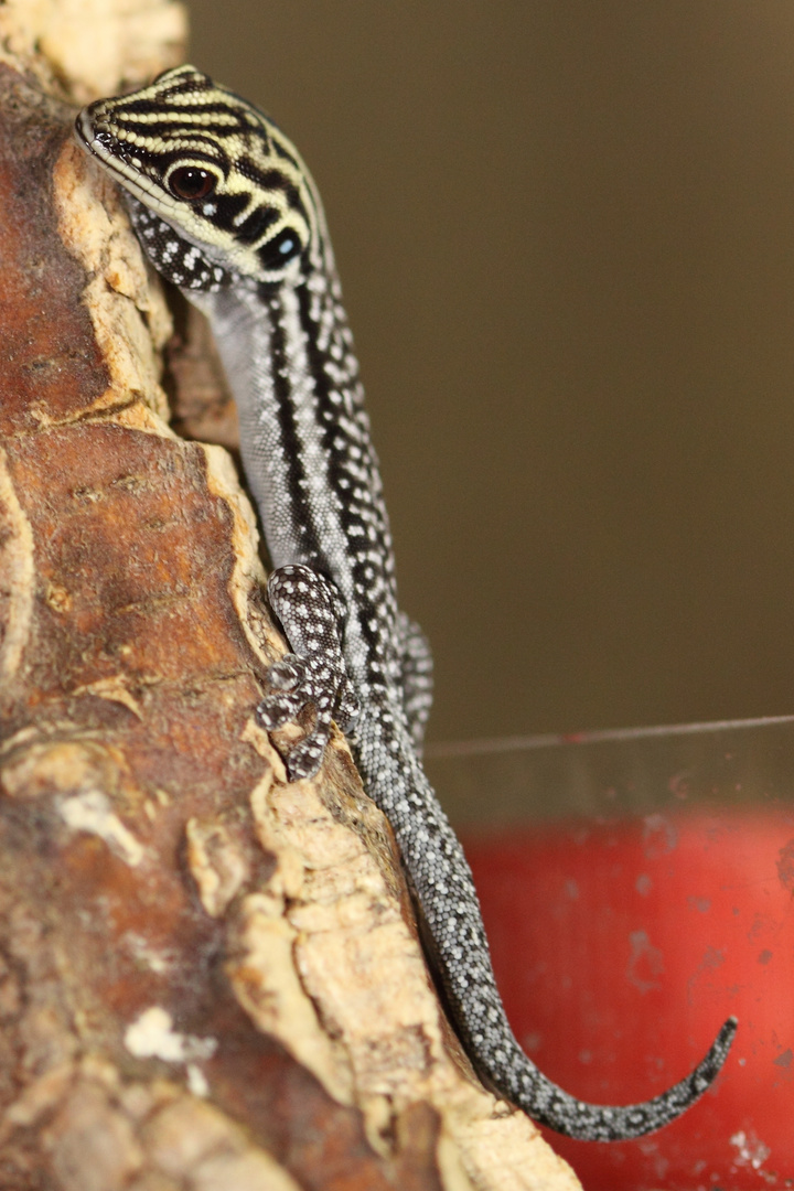 Phelsuma pronki