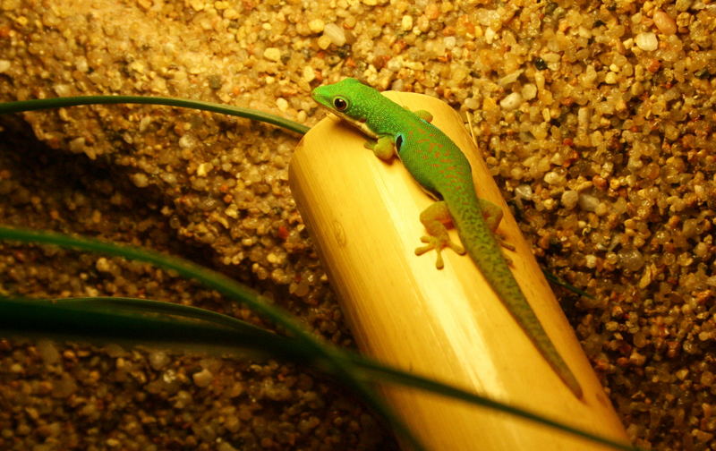 Phelsuma quad. quadriocellata