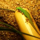 Phelsuma quad. quadriocellata