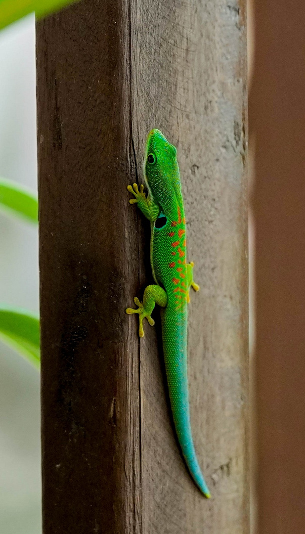 Phelsuma quadriocellata