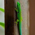 Phelsuma quadriocellata