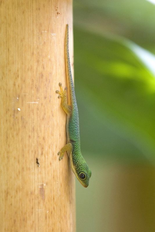 Phelsuma quadriocellata lepida, Jungtier