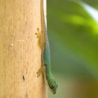 Phelsuma quadriocellata lepida, Jungtier