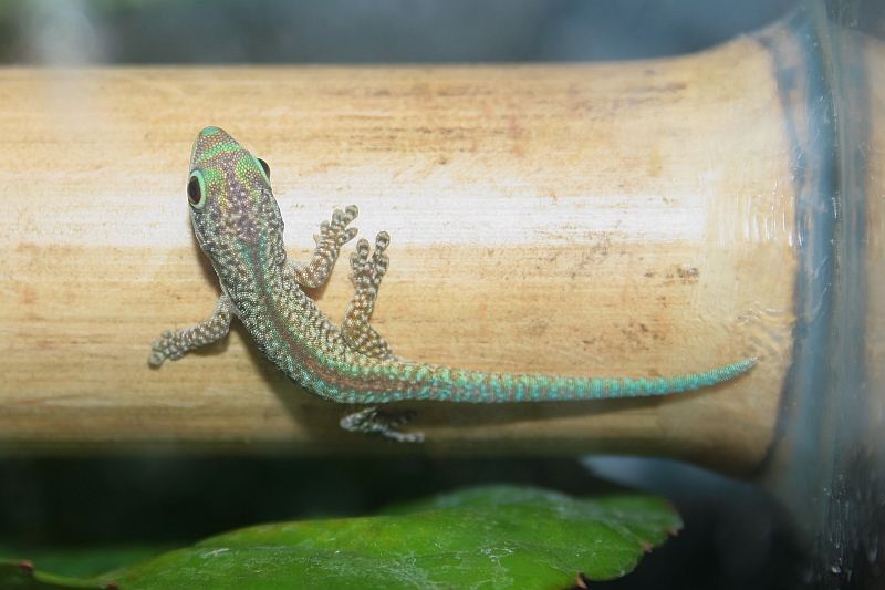 Phelsuma robertmertensi hatchling