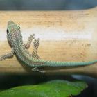 Phelsuma robertmertensi hatchling