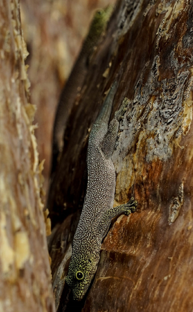 Phelsuma standingi