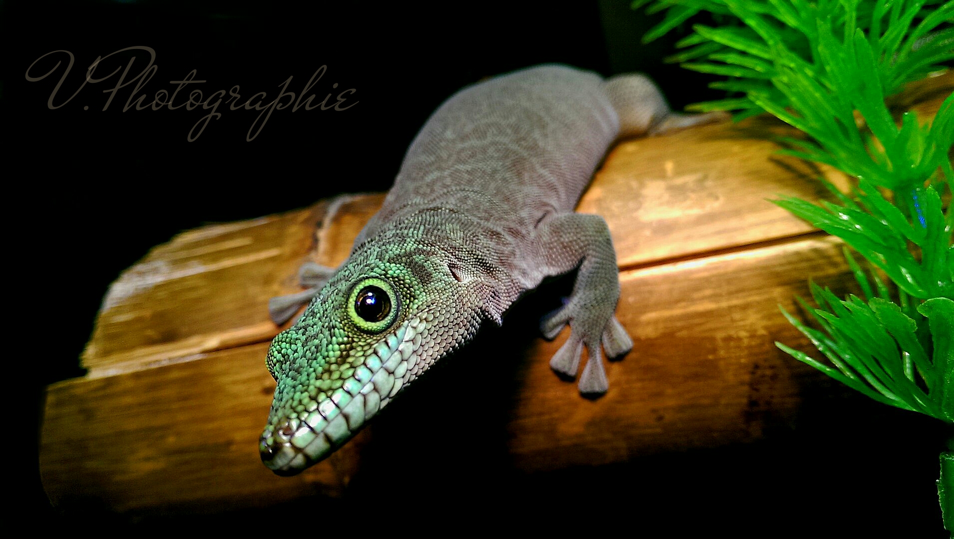 Phelsuma standingi