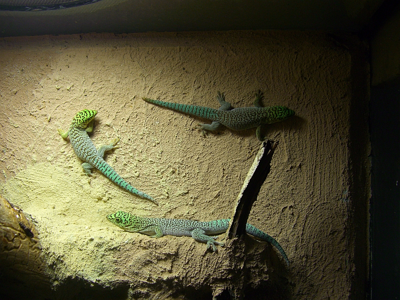 Phelsuma standingi