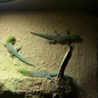 Phelsuma standingi