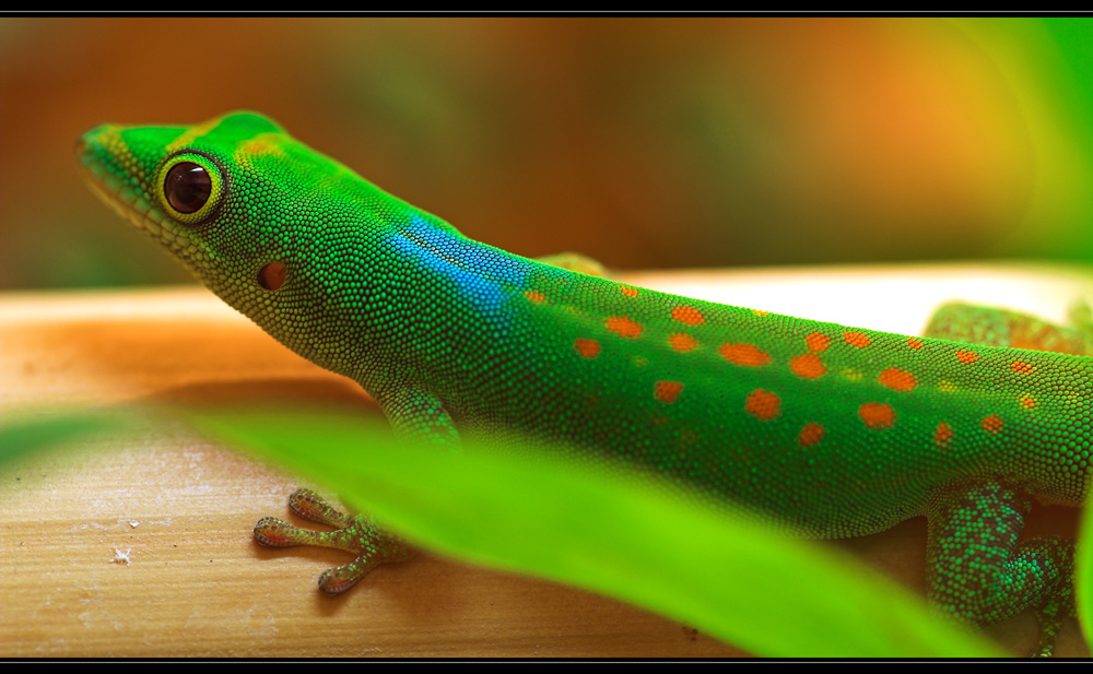 Phelsuma v-nigra pasteuri