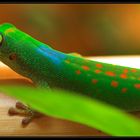 Phelsuma v-nigra pasteuri