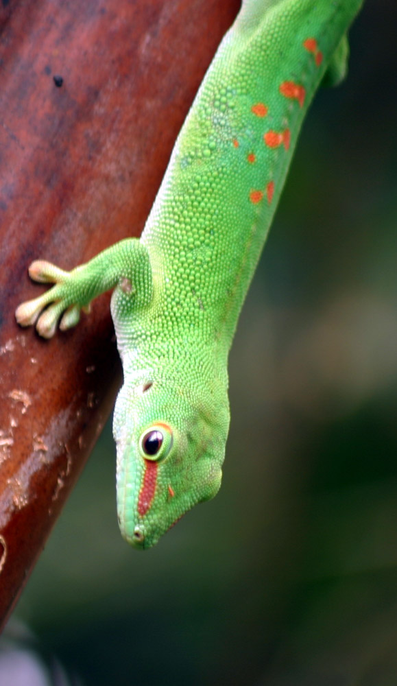 [Phelsuma_Madagascariensis]