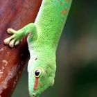 [Phelsuma_Madagascariensis]