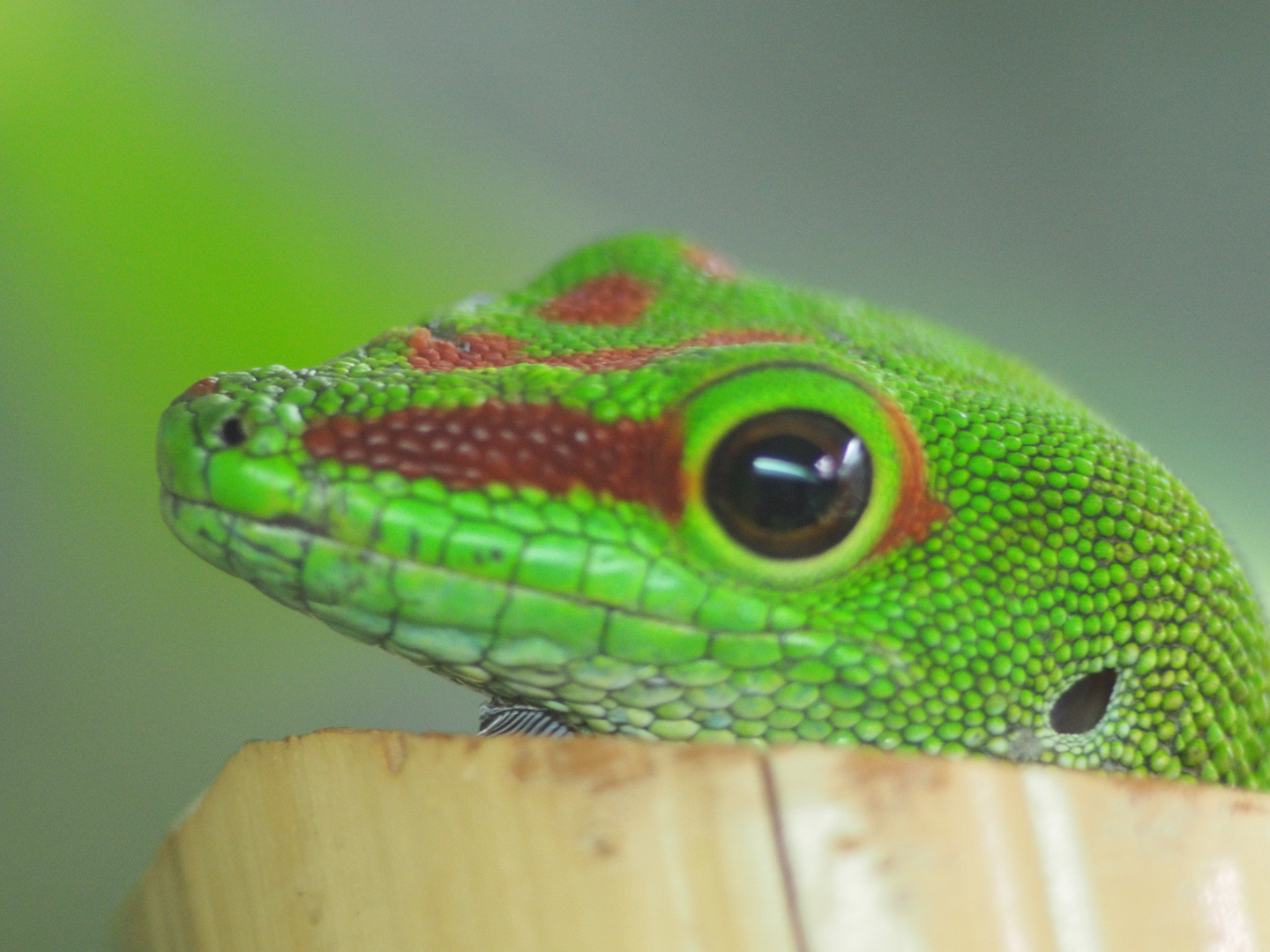 Phelsumen grandis (großer Madagaskar Taggecko)