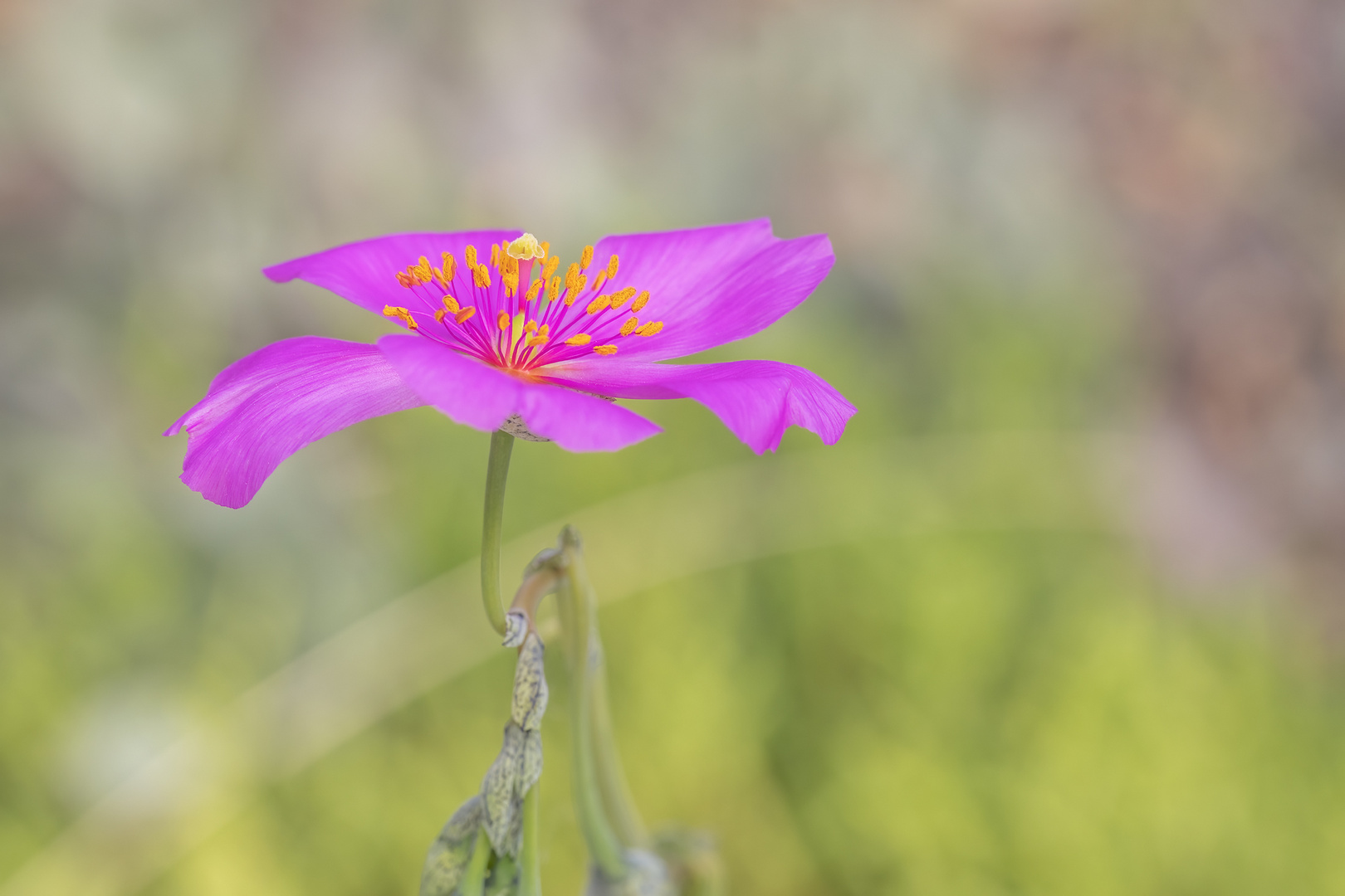 Phemeranthus calycinum