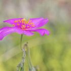 Phemeranthus calycinum