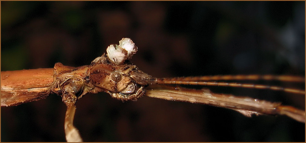 Phenacephorus latifemur