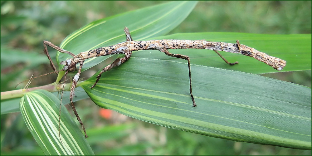 Phenacephorus latifemur