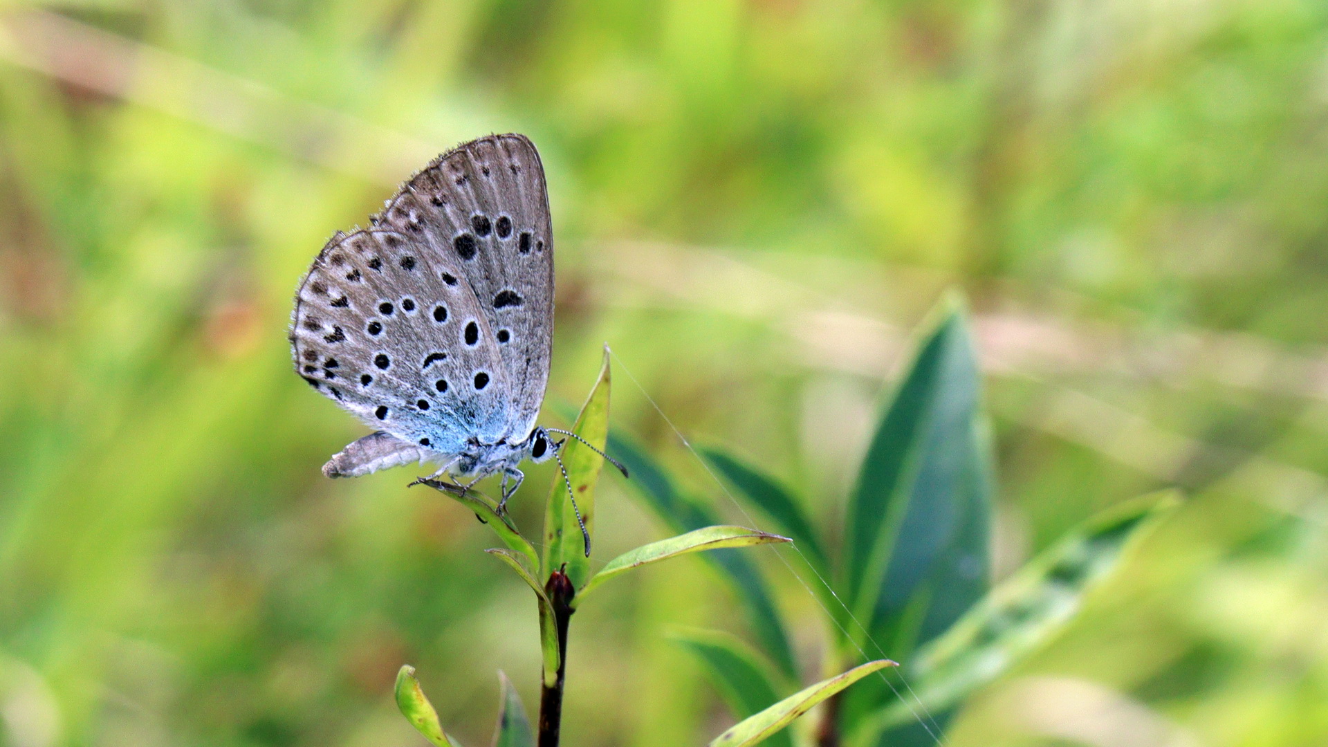 Phengaris arion