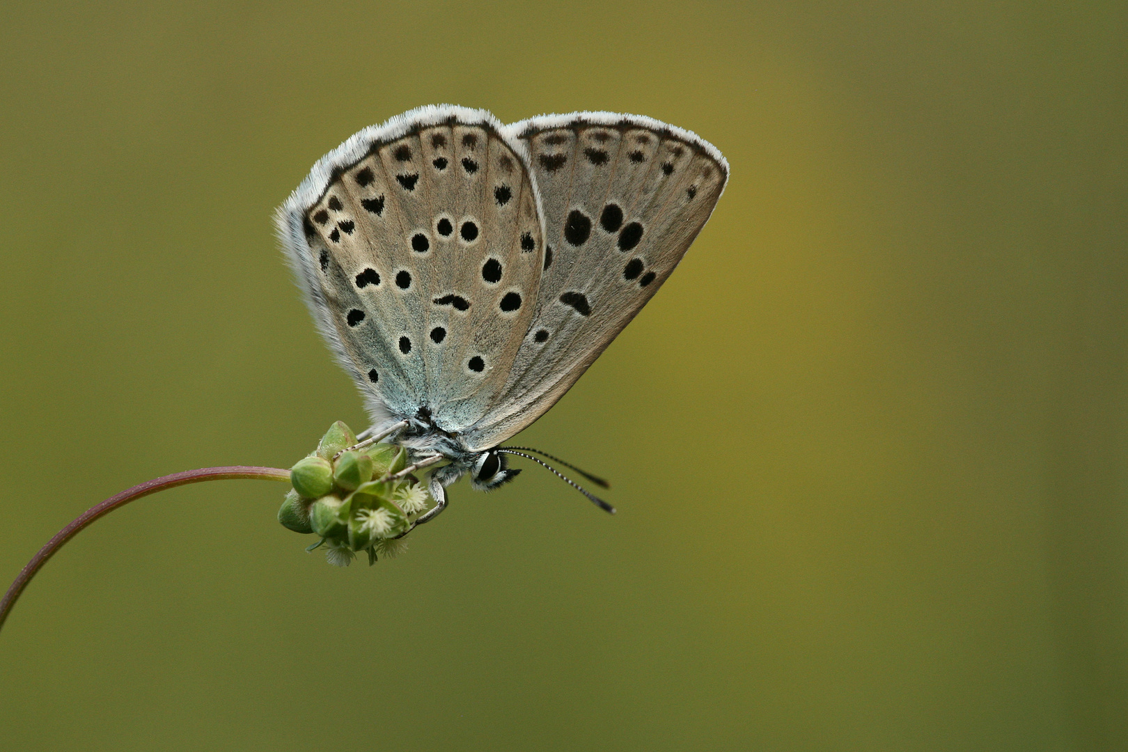 Phengaris arion » Large Blue