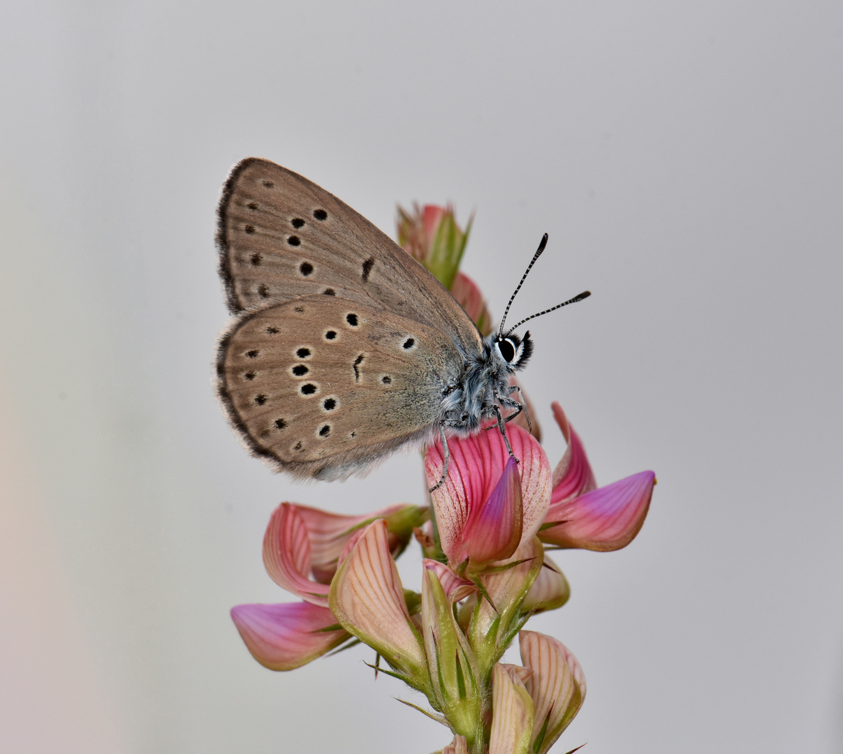 Phengaris (Maculinea) alcon rebeli