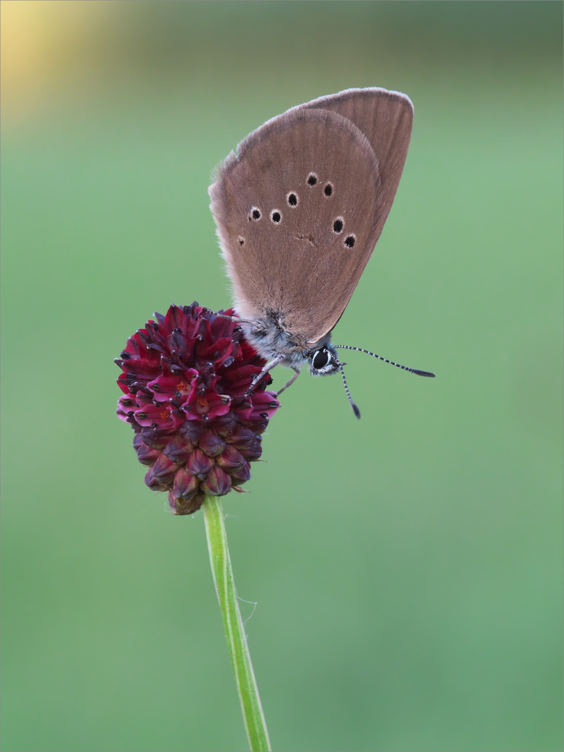 Phengaris nausithous