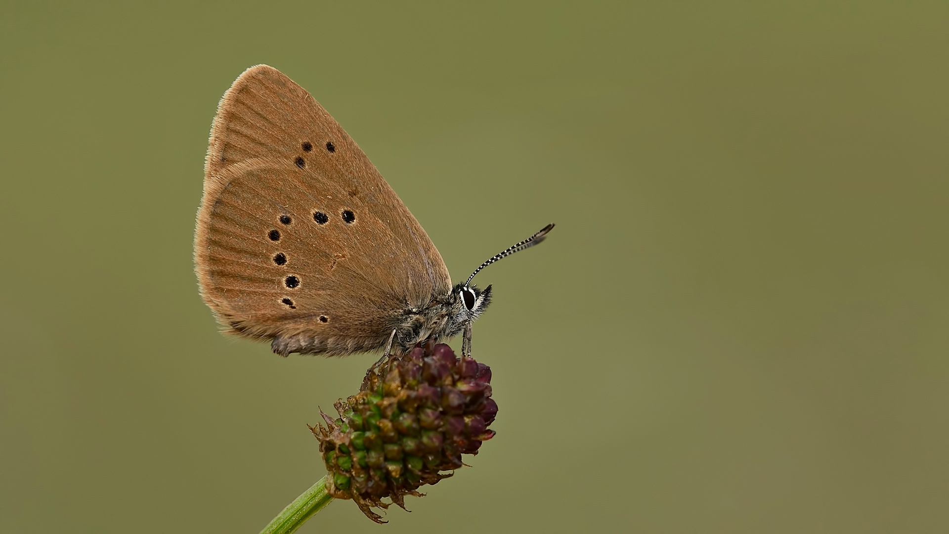 Phengaris nausithous / Glaucopsyche nausithous