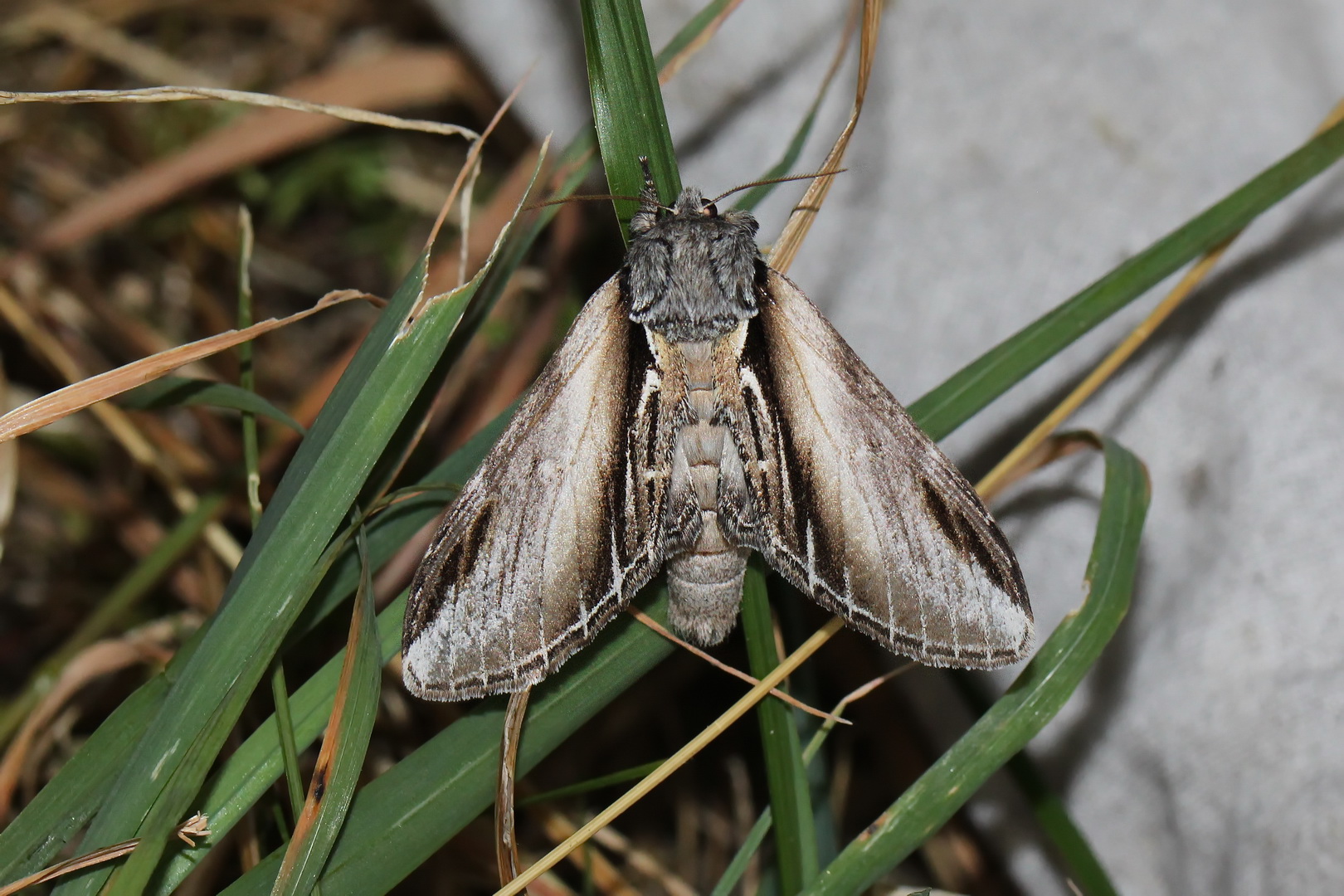 Pheosia tremula