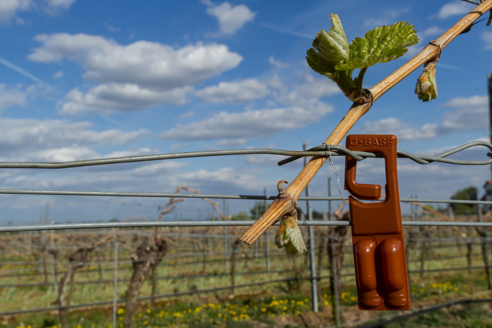 Pheromoneinsatz in Weinbergen