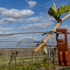 Pheromoneinsatz in Weinbergen