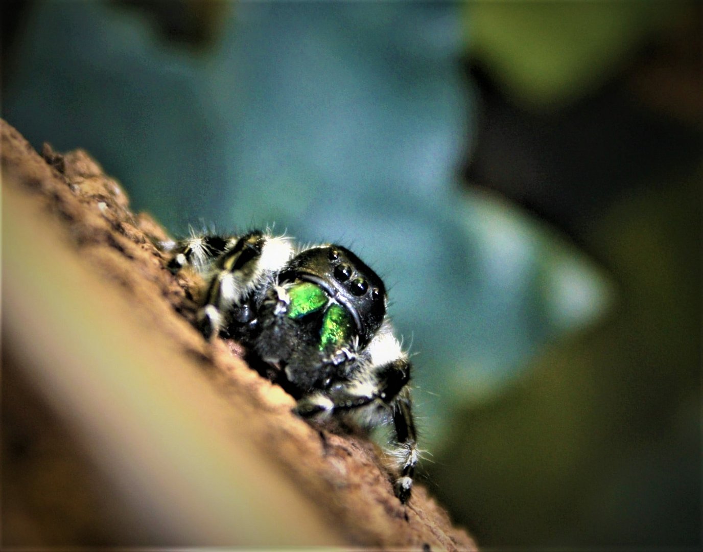 phidippis otiosus