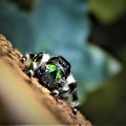 phidippis otiosus