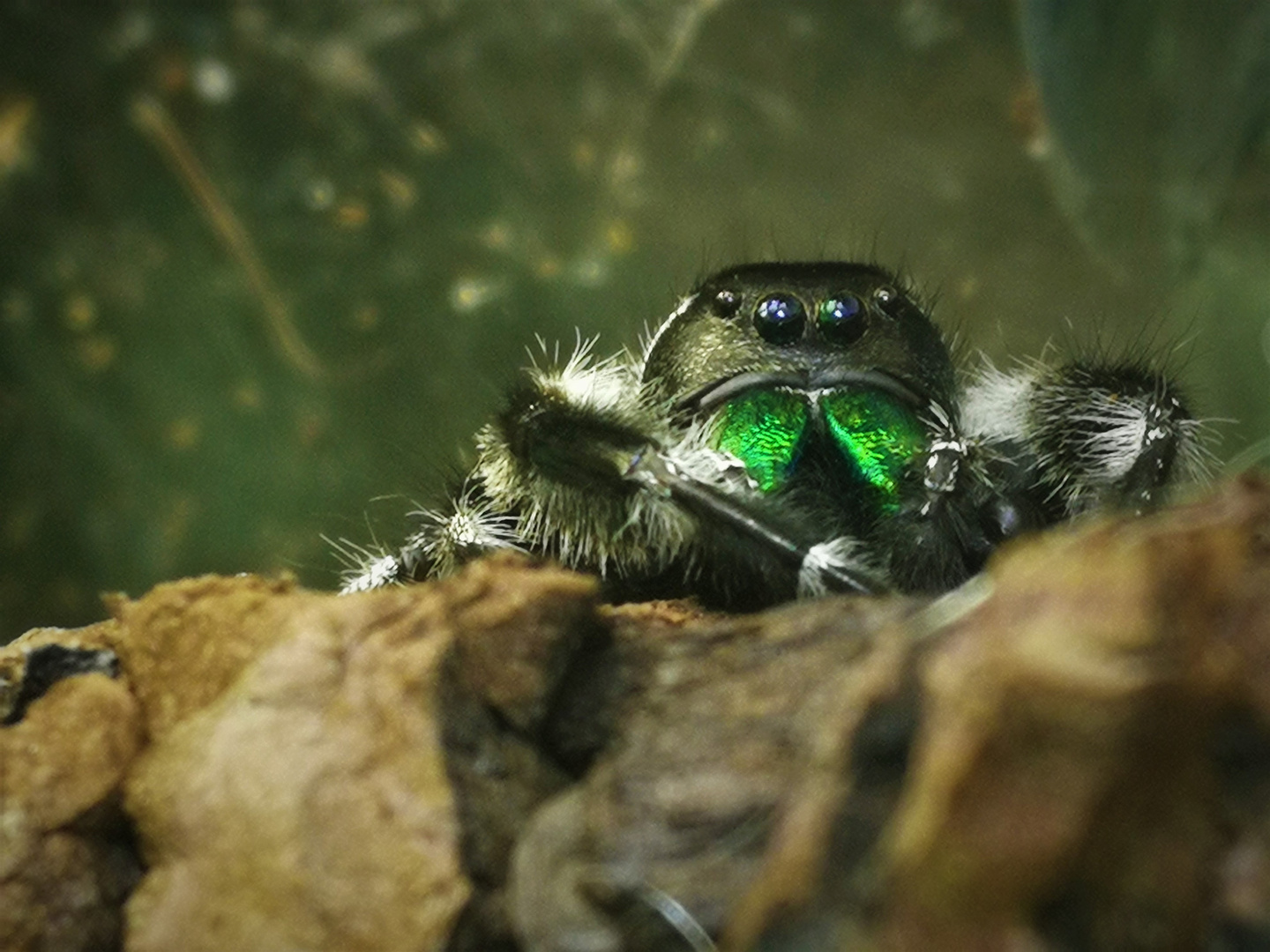 Phidippus Otiosus