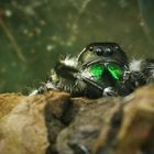 Phidippus Otiosus