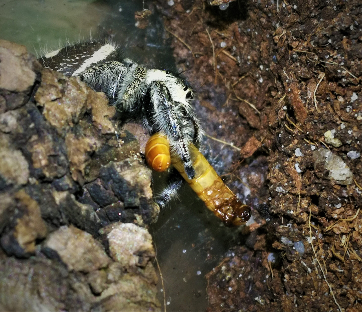 Phidippus Otiosus Mädchen