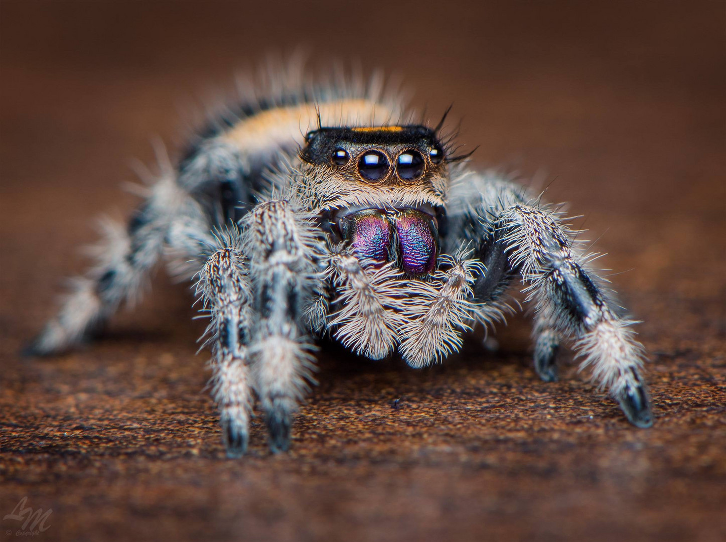 Phidippus regius