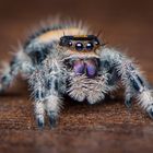 Phidippus regius