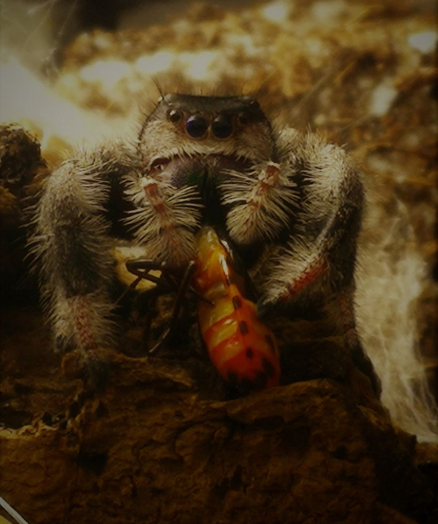 Phidippus Regius 